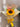 GIRASOL EPI